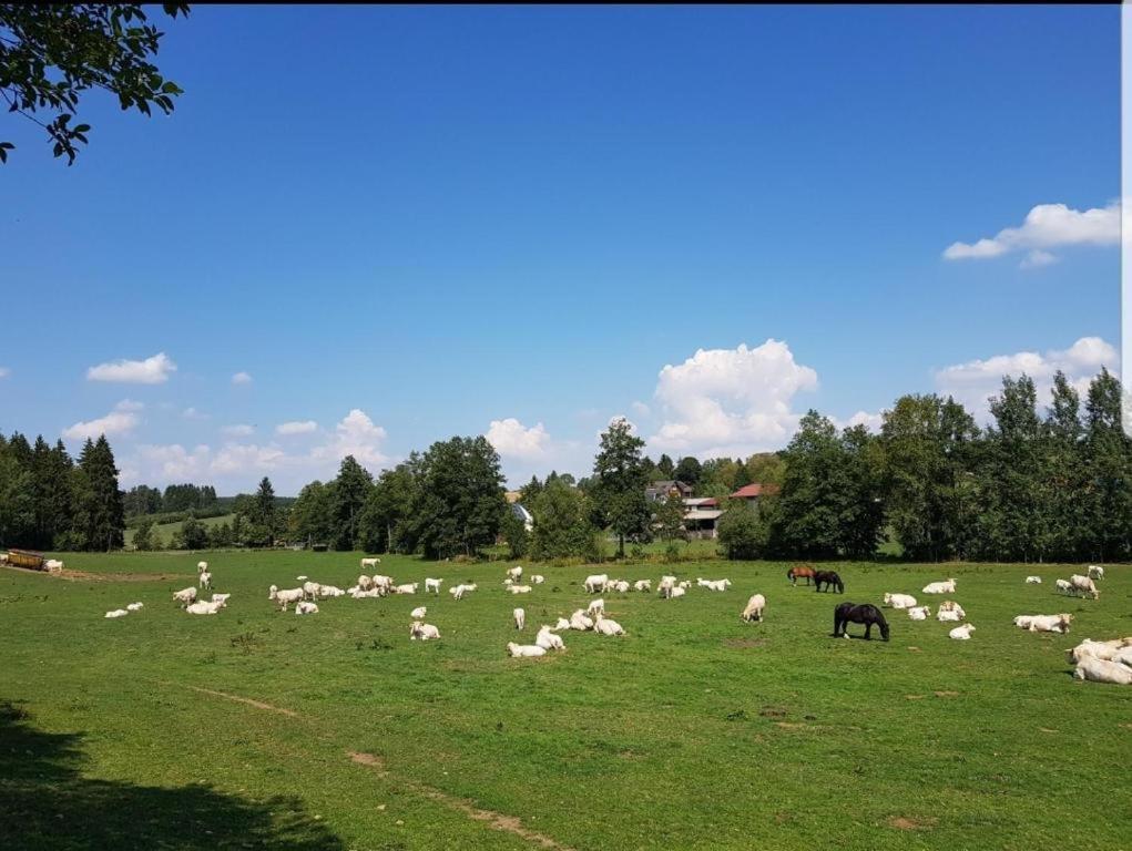 Landgasthof Grüner Baum Regnitzlosau Dış mekan fotoğraf